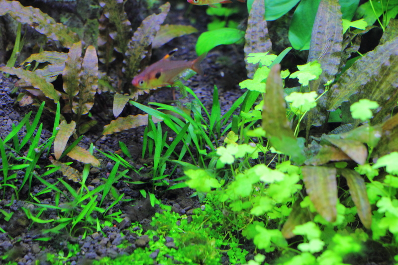 植栽95日目　クリプトコリネ ルーケンス